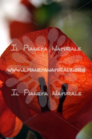 Bougainvillea sp. – ITA - Il Pianeta Naturale