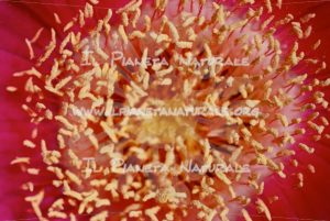Carpobrotus acinaciformis – ITA - Il Pianeta Naturale