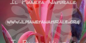 Fiore – Canna indica – ITA - Il Pianeta Naturale