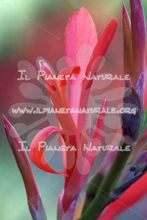 Fiore – Canna indica – ITA - Il Pianeta Naturale