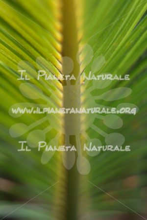 Foglia di Palma – ITA - Il Pianeta Naturale