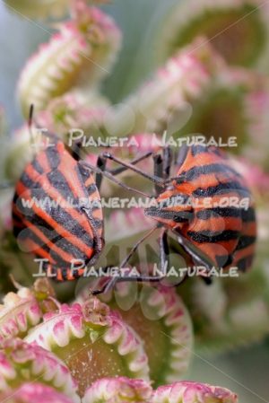 Graphosoma italicum – ITA - Il Pianeta Naturale