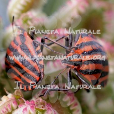 Graphosoma italicum – ITA - Il Pianeta Naturale