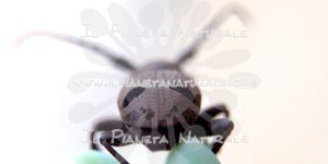 Herophila tristis – ITA - Il Pianeta Naturale