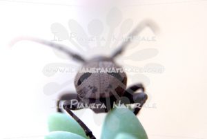 Herophila tristis – ITA - Il Pianeta Naturale