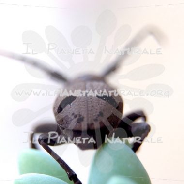 Herophila tristis – ITA - Il Pianeta Naturale