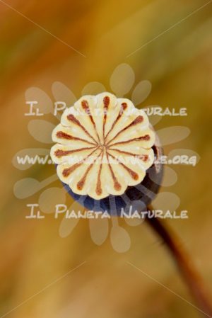 Ovario di Papavero – ITA - Il Pianeta Naturale