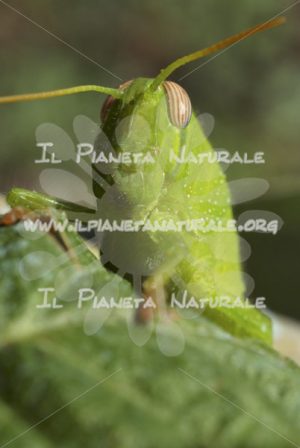 Anacridium aegyptium – Ortottero – ITA - Il Pianeta Naturale