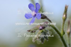 Anchusa italica – Poggio San Dionisio – ITA - Il Pianeta Naturale
