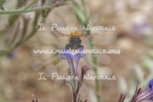 Anchusa italica Bombus pascuorum – Poggio San Dionisio – ITA - Il Pianeta Naturale