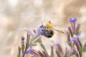 Anchusa italica Bombus pascuorum – Poggio San Dionisio – ITA - Il Pianeta Naturale