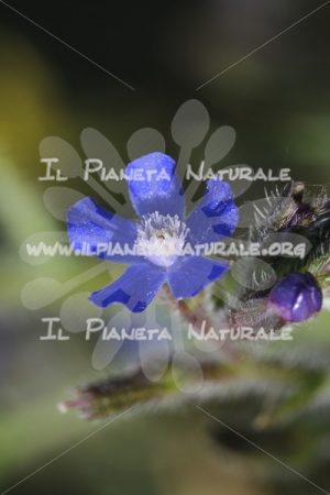 Anchusa italica fiore – Poggio San Dionisio – ITA - Il Pianeta Naturale
