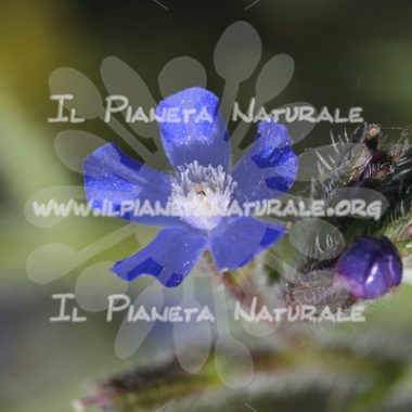 Anchusa italica fiore – Poggio San Dionisio – ITA - Il Pianeta Naturale