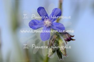 Anchusa italica front – Poggio San Dionisio – ITA - Il Pianeta Naturale