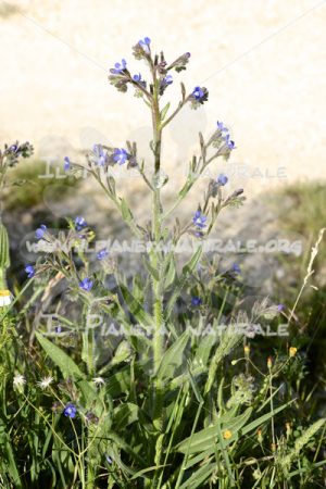 Anchusa italica pianta – Poggio San Dionisio – ITA - Il Pianeta Naturale