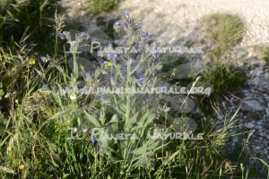 Anchusa italica pianta – Poggio San Dionisio – ITA - Il Pianeta Naturale