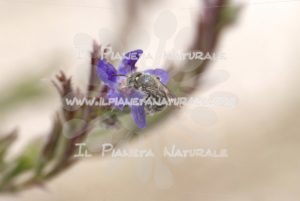 Anchusa italica wild bee – Poggio San Dionisio – ITA - Il Pianeta Naturale