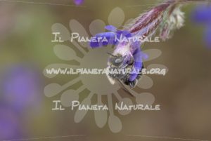 Anchusa italica wild bee – Poggio San Dionisio – ITA - Il Pianeta Naturale