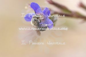 Anchusa italica wild bee – Poggio San Dionisio – ITA - Il Pianeta Naturale
