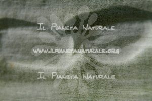 Bassorilievo – Agave – ITA - Il Pianeta Naturale