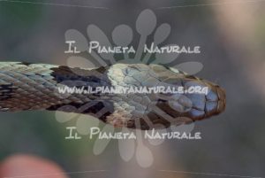 Biscia dal collare – Castel d’Arno – ITA - Il Pianeta Naturale