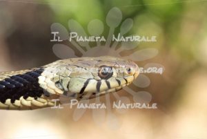 Biscia dal collare – Castel d’Arno – ITA - Il Pianeta Naturale