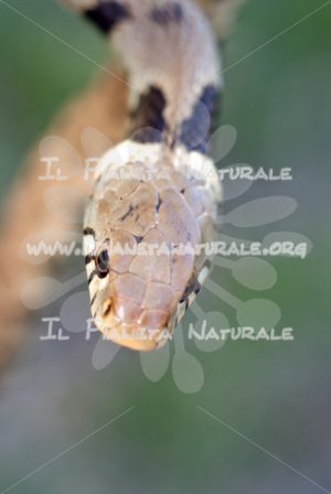 Biscia dal collare – Castel d’Arno – ITA - Il Pianeta Naturale