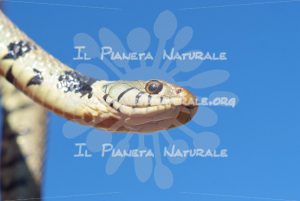 Biscia dal collare – Castel d’Arno – ITA - Il Pianeta Naturale