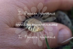 Biscia dal collare – Castel d’Arno – ITA - Il Pianeta Naturale
