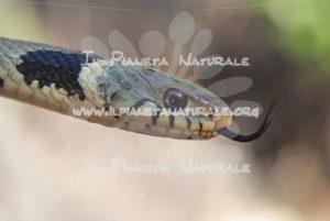 Biscia dal collare lingua bifida – Castel d’Arno – ITA - Il Pianeta Naturale