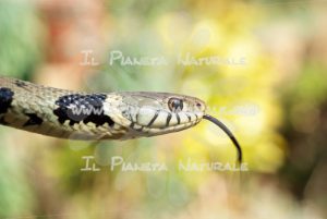 Biscia dal collare lingua bifida – Castel d’Arno – ITA - Il Pianeta Naturale
