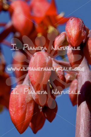 Boccioli rossi – ITA - Il Pianeta Naturale