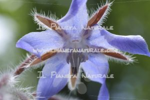 Borago officinalis - Il Pianeta Naturale