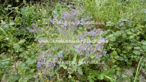 Borago officinalis pianta - Il Pianeta Naturale