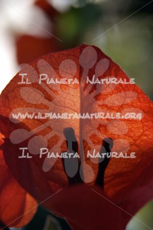 Bougainvillea sp. – ITA - Il Pianeta Naturale