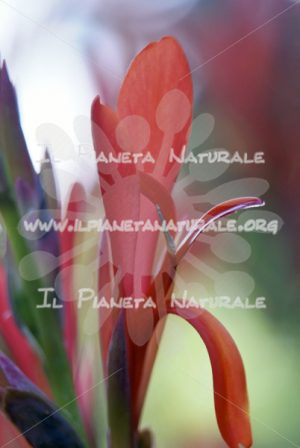Canna indica – ITA - Il Pianeta Naturale