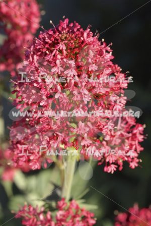 Centranthus ruber fiore - Il Pianeta Naturale