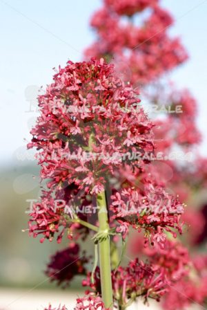 Centranthus ruber fiore - Il Pianeta Naturale