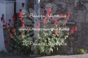 Centranthus ruber pianta - Il Pianeta Naturale