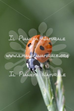 Coccinella – prima del decollo – ITA - Il Pianeta Naturale