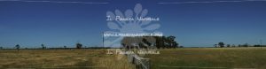Cornfields – Along South Gippsland Highway – AUS - Il Pianeta Naturale