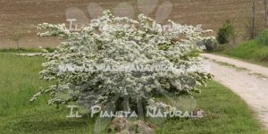 Crataegus monogyna - Il Pianeta Naturale