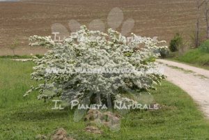 Crataegus monogyna - Il Pianeta Naturale