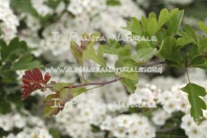 Crataegus monogyna - Il Pianeta Naturale