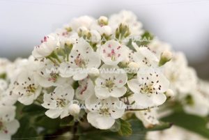 Crataegus monogyna fiore - Il Pianeta Naturale