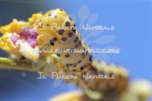 Cucullia verbasci – ITA - Il Pianeta Naturale