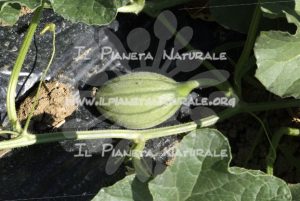 Cucumis melo 2 frutto - Il Pianeta Naturale