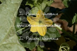 Cucumis melo  fiore - Il Pianeta Naturale