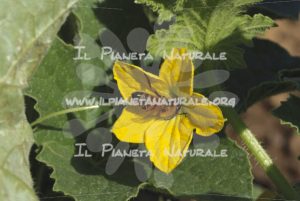 Cucumis melo fiore Apis mellifera - Il Pianeta Naturale