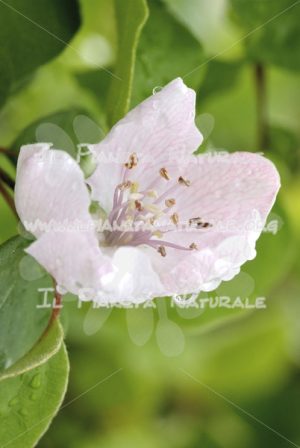 Cydonia oblonga fiore - Il Pianeta Naturale
